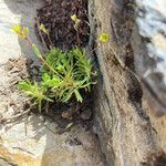 Saxifraga moschata Blad