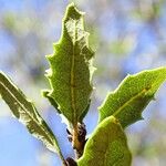 Quercus berberidifolia Ліст