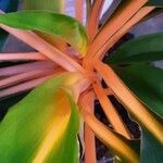 Chlorophytum orchidastrum Bark
