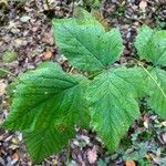 Rubus camptostachys Folha