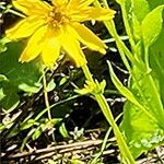 Balsamorhiza deltoidea Flower