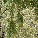 Torreya californica Vrucht