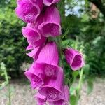 Digitalis purpurea 花