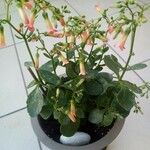 Kalanchoe manginii Цвят