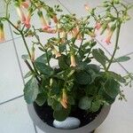 Kalanchoe manginii Flor