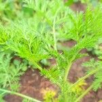 Artemisia annua Blatt