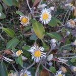 Pachystegia insignis Folha