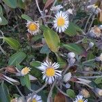 Pachystegia insignis Blatt