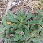 Echium tuberculatum Hoja