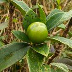 Brunfelsia lactea Fruit