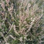 Calluna vulgarisFlower