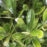 Pittosporum tobiraFolla