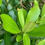 Myrsine guianensis Leaf