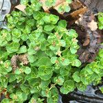 Chrysosplenium americanum عادت