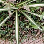Chlorophytum comosum Blatt