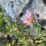 Plocama calabrica Flower