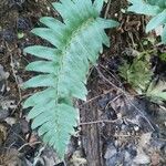 Polystichum acrostichoides ഇല