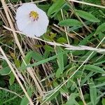 Calystegia soldanella Flor