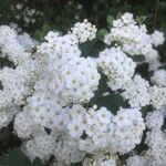 Spiraea × vanhouttei Õis