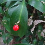 Ruscus hypophyllum Ffrwyth