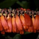 Norantea guianensis Floare