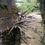 Gleditsia sinensis Blad