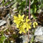 Biscutella intermedia Flor