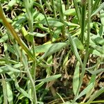 Lavandula latifolia Leaf