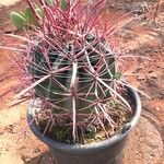 Ferocactus cylindraceus Foglia