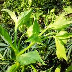 Helleborus foetidus Hoja