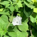 Ipomoea pes-tigridis Flower