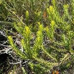 Banksia ericifolia Feuille