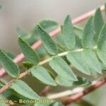 Oxytropis lapponica पत्ता