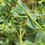 Euphorbia falcata 葉