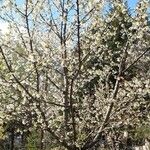 Prunus avium Агульны выгляд