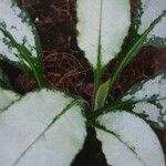 Pulmonaria saccharata Leaf