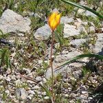 Tulipa sylvestris Hábito
