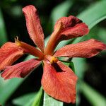 Iris fulva Flors