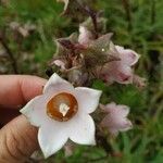 Azorina vidalii Kwiat