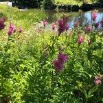 Filipendula rubra Flower