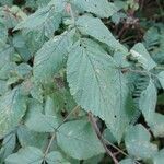 Rubus camptostachys Folha