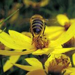 Coreopsis verticillata Кветка