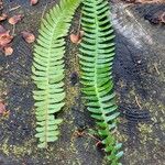 Blechnum spicant Hostoa