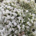 Stevia serrata Flower
