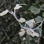 Populus × canescens Ліст