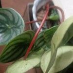 Peperomia argyreia Leaf