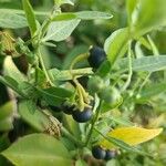 Solanum chenopodioides Vrucht