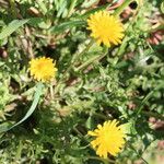 Crepis commutata Hoja