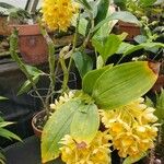 Dendrobium sulcatum Облик