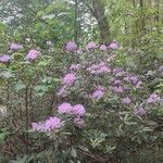 Rhododendron ponticum Sonstige